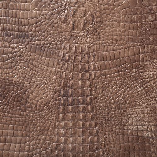 brown-kaiman